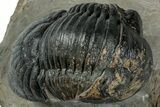 Large Paralejurus Trilobite Fossil - Atchana, Morocco #311250-1